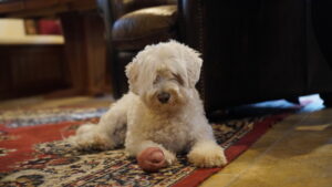Everything You Need To Know About Cleaning Pet Urine Stains and Smell From Your Rugs
